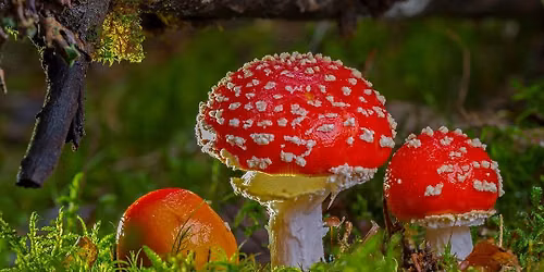 Paddenstoelen zoeken in het bos — Uitgaan in Overijssel