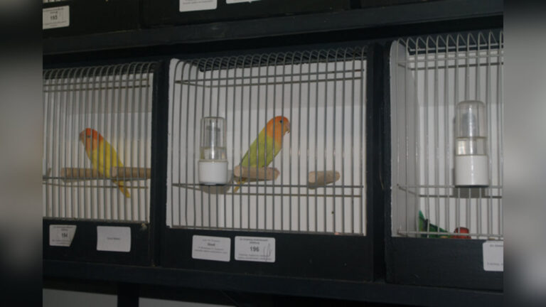Vogeltentoonstelling VV “De Gieteling” Dedemsvaart-Balkbrug — museum-expo in Overijssel