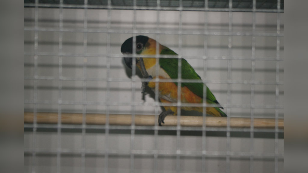 Vogeltentoonstelling VV “De Gieteling” Dedemsvaart – Balkbrug in Hardenberg